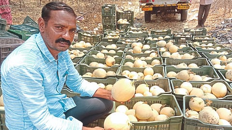 Muskmelon Cultivation