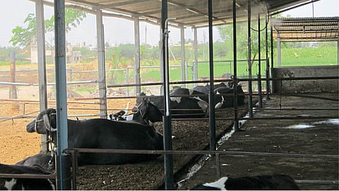 Animal Husbandry 