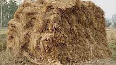 Fodder