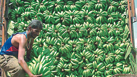 Banana Market