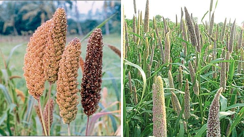 Millet