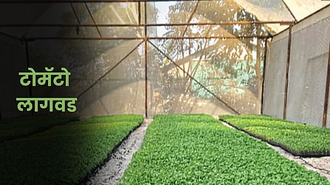Tomato Farming 