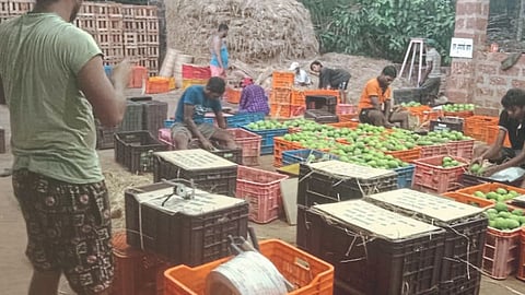 Mango Market