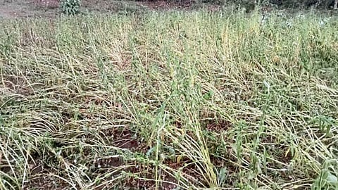 Crop Damage 