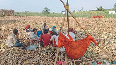 Sugarcane Season