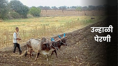 Summer Sowing