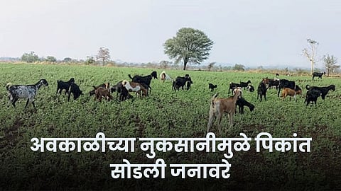 Crop Damage