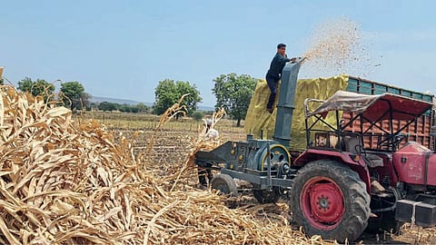 Animal Fodder