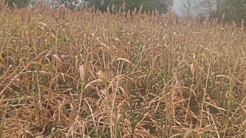 Crop Damage