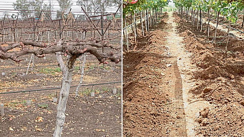 Grape Farming