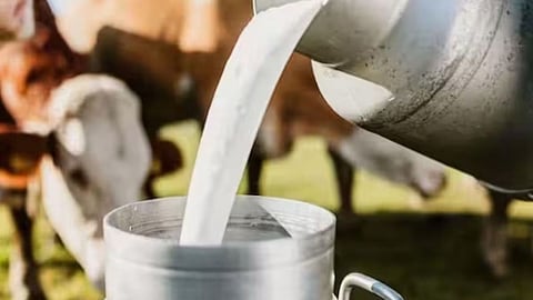 Milk 