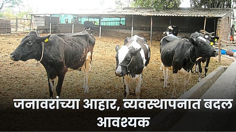 Animal Husbandry