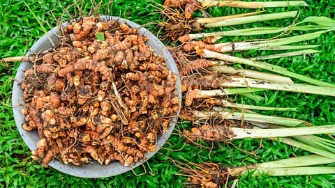 Turmeric Seed