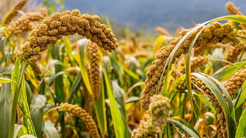 MIllet