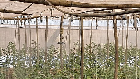 Cucumber 