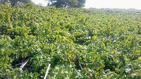 Grape Orchard 