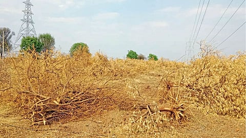 Orchards in Danger 