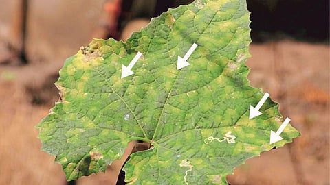 Bitter Gourd Disease