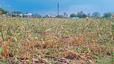 Crop Damage