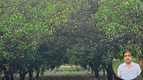 Orange Farming