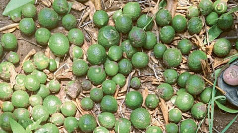 Crop Damage