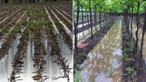 Crop Damage 