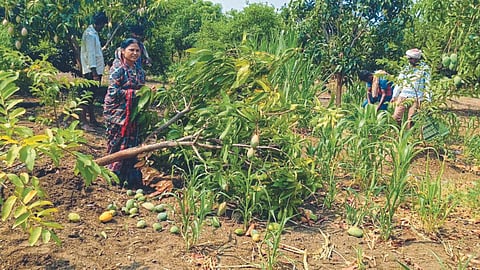 Crop Damage 