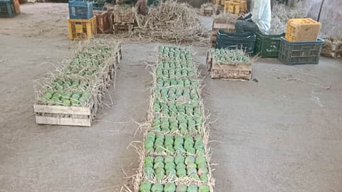 Mango Farming