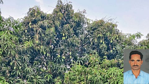 Kesar Mango Farming