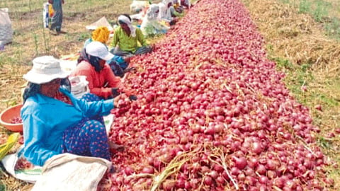 Onion Storage 