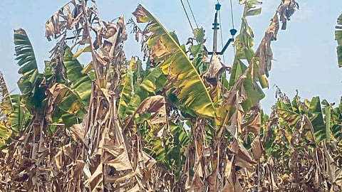 Banana Crop