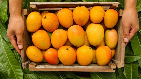 Mango Export