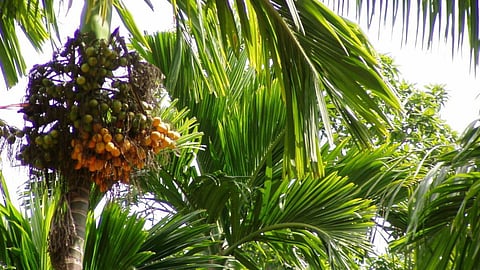 Areca Nut 