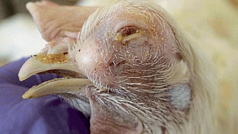 Poultry Disease