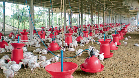 Poultry 