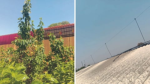 Sericulture 