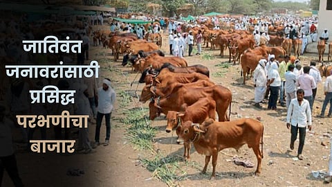 Parbhani Animal Market
