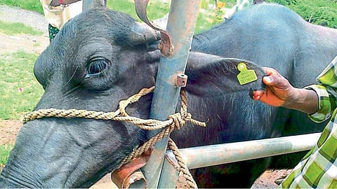 Animal Ear Tagging 