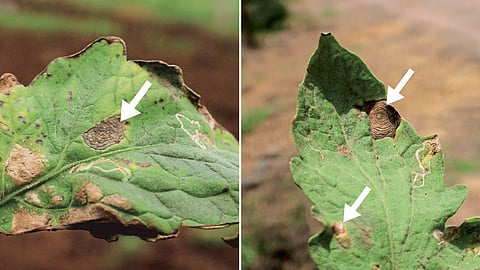 Tomato Disease