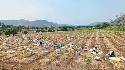Onion Harvesting 