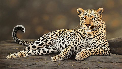 Leopard 