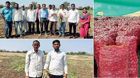 Onion Farming 