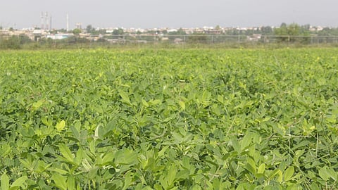Groundnut Sowing