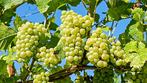 Grape Market