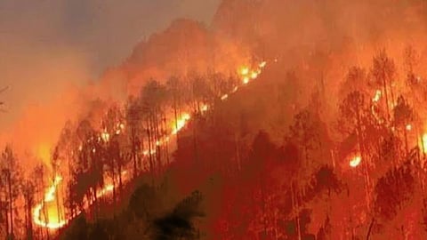 Forest Fire