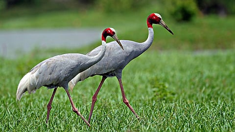 Sarus Conservation