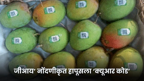 Hapus Mango