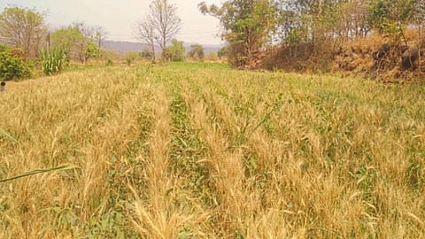 Agriculture 
