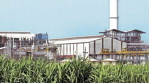 Sugarcane Season