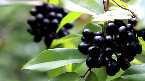 Jamun 